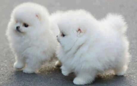 Regalo Cachorros pomeranian Volpini
