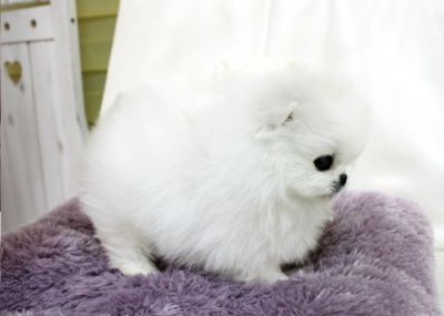 Tazza da t Bianco e nero Pomerania Cuccioli per l'adozione