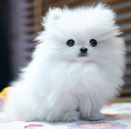 Regalo Cuccioli Volpino Di Pomerania Brescia Export Video Premiere