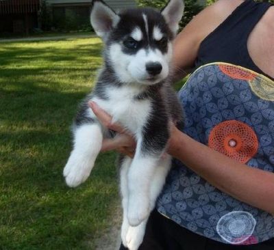 Cuccioli di siberian husky per l'adozione