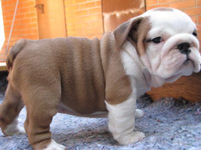 Adorbale dolci cuccioli Bulldog inglese di 12 settimane Vecchio