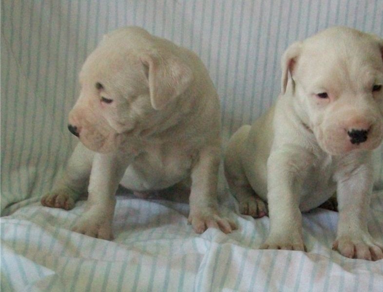 Dogo Argentino cuccioli in cerca di nuove case