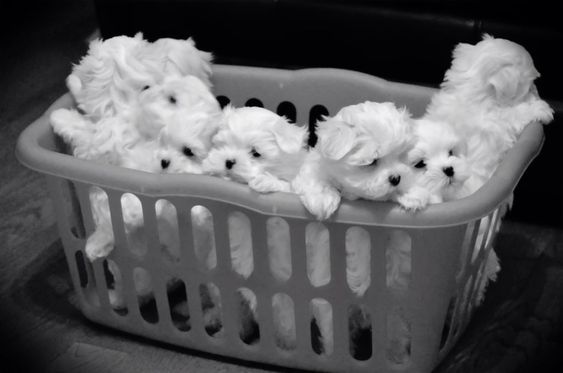Affascinanti cuccioli maltesi da t per adozione