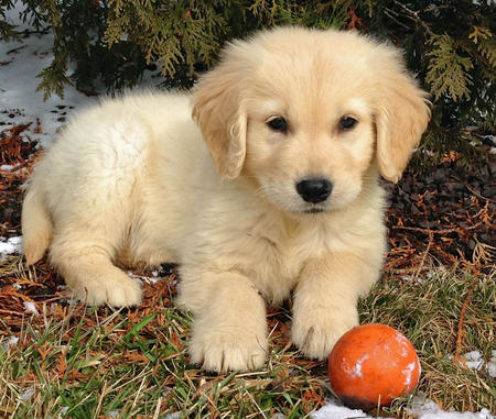 Due Regalo Cuccioli Di Golden Retriever Annunci Cani