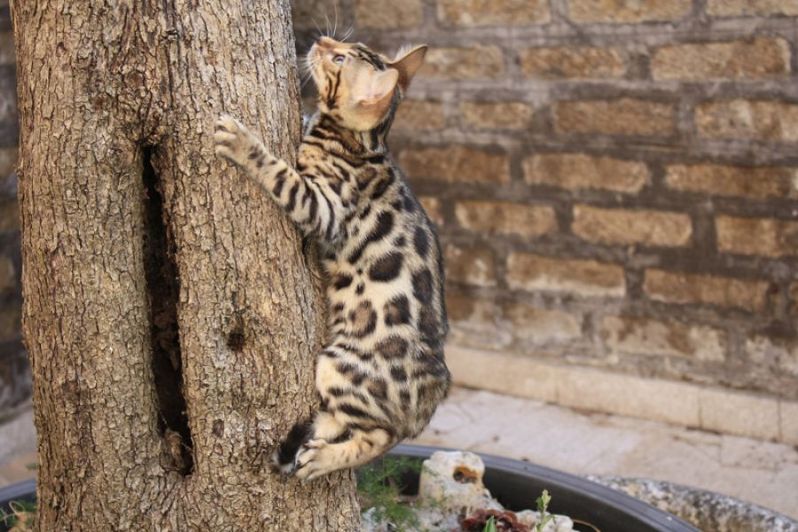 Bengal cuccioli