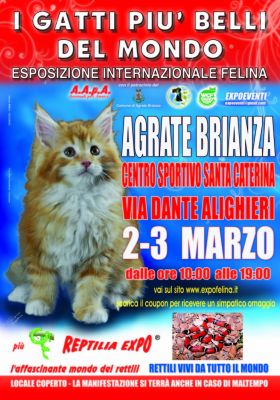 I GATTI PIU' BELLI DEL MONDO ad AGRATE BRIANZA