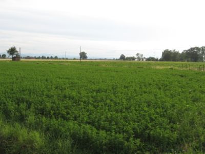 Terreno Agricolo pianeggiante vic.ze Busseto