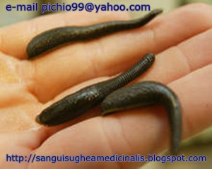Sanguisughe Hirudo Medicinalis