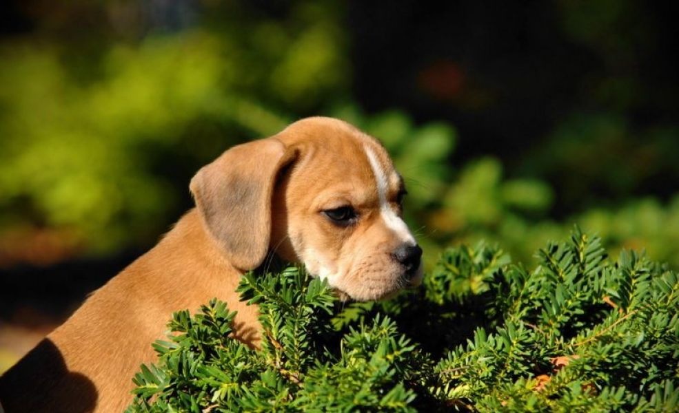 Regalo  cuccioli di beagle 