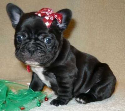 Regalo Cuccioli di Bouledogue Francese Tigrato .