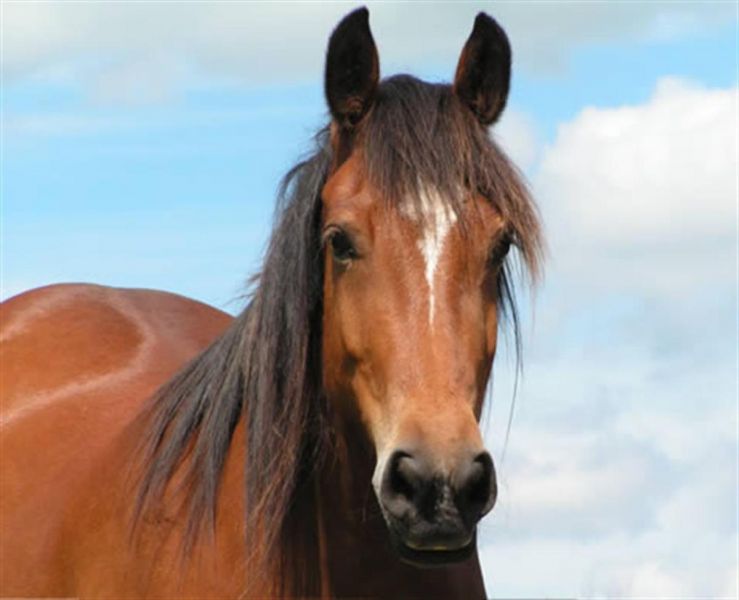 Cavallo in regalo 