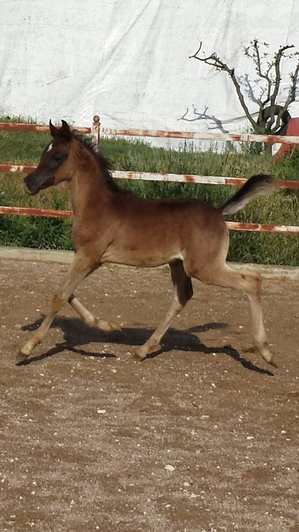 Cavallo arabo