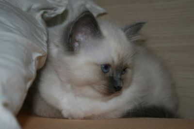 Cucciolo di Sacro di Birmania