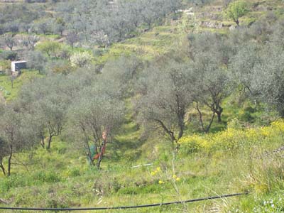 Terreno in vendita