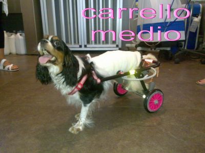 carrellino per cani disabili
