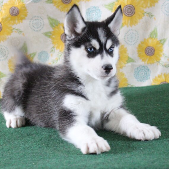 Regarlo Husky siberiano cuccioli EMAIL (canine.boutique.pro@gmail.com)