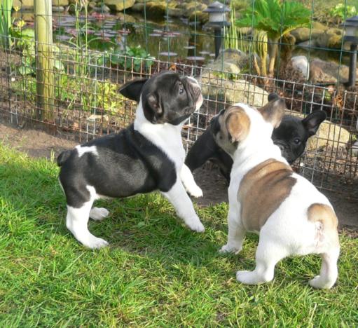 Cucciolo di Bouledogue Francese