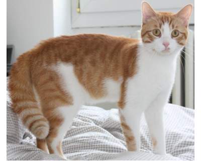 Cat sitter esperta per Milano e provincia