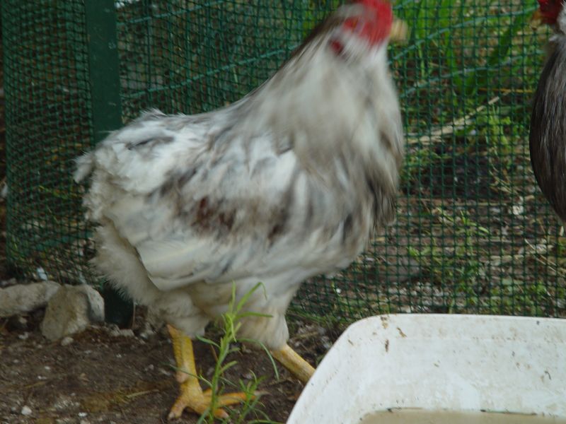 Uova Fertili E Feconde Di Pollo Livorno Collo Argento - Foto 2