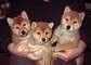  cuccioli di shiba inu maschio e femmina cuccioli di shiba inu maschio e femminacuccioli di shiba in