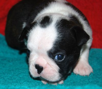 BOSTON TERRIER MASCHIETTO