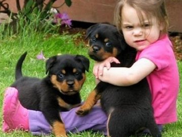 Regalo Due CUCCIOLI Rotweiller