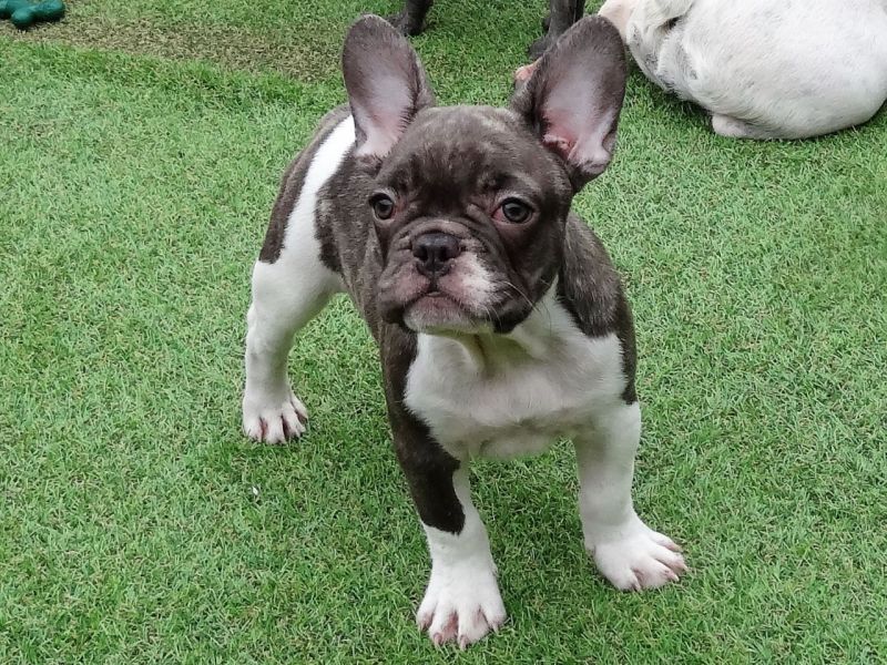 Cuccioli di Bulldog Francese per l'adozione