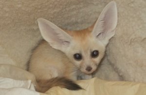 Volpe Fennec disponibile 