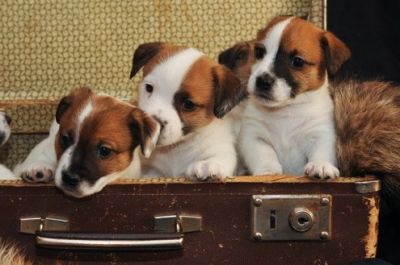 Prestigiosa Cucciolata Jack Russell Terrier