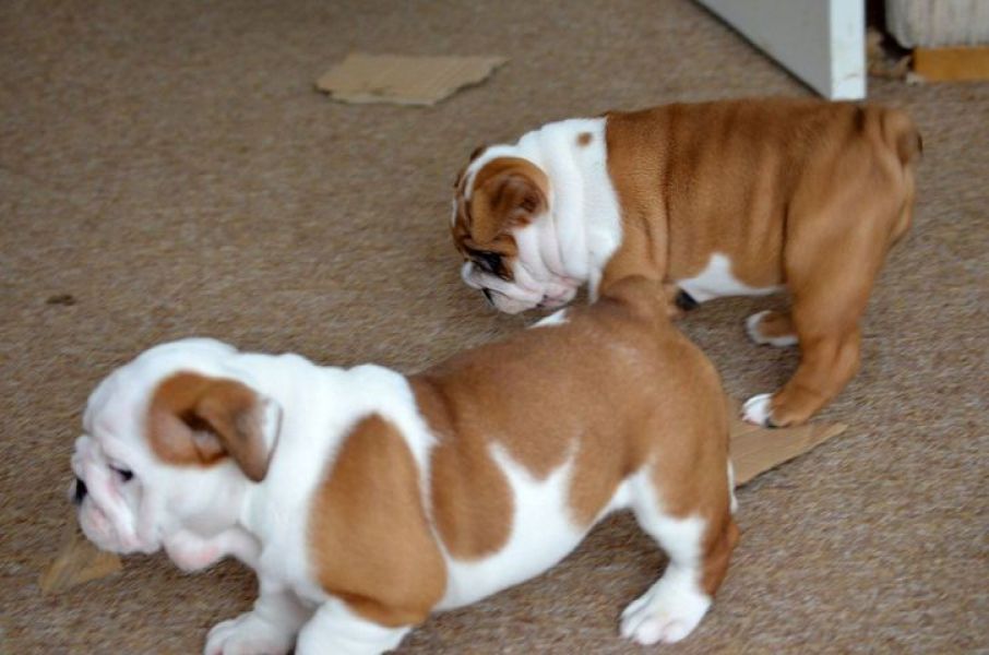 Disponibili cuccioli di Bulldog Inglese con pedigree
