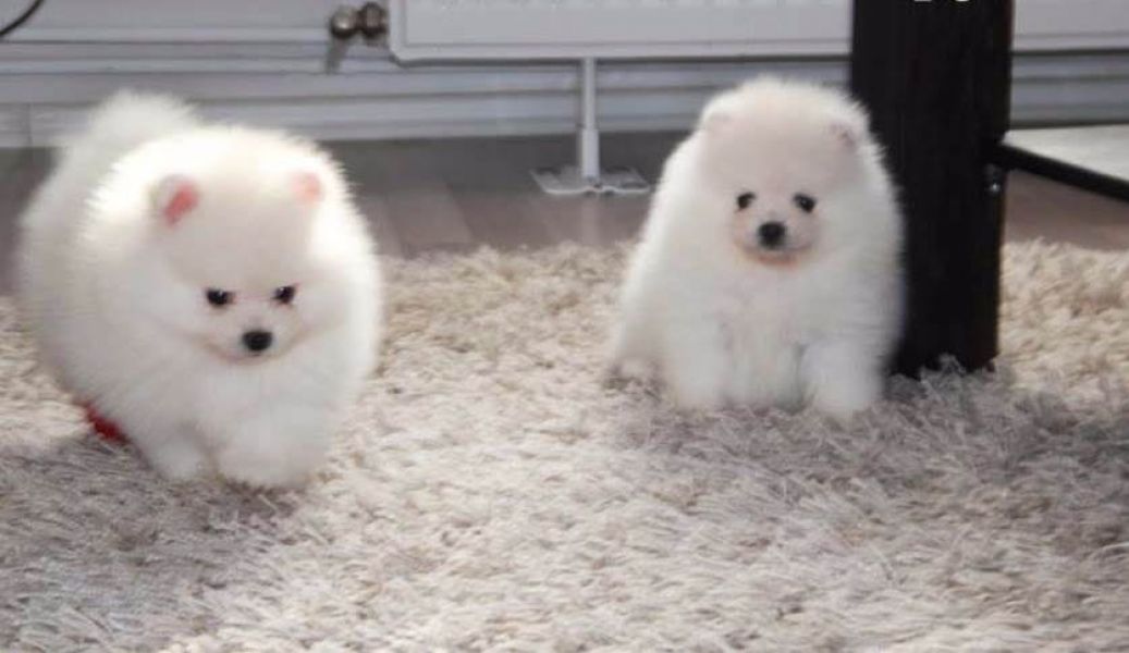 Cucciolo di Volpino Pomerania