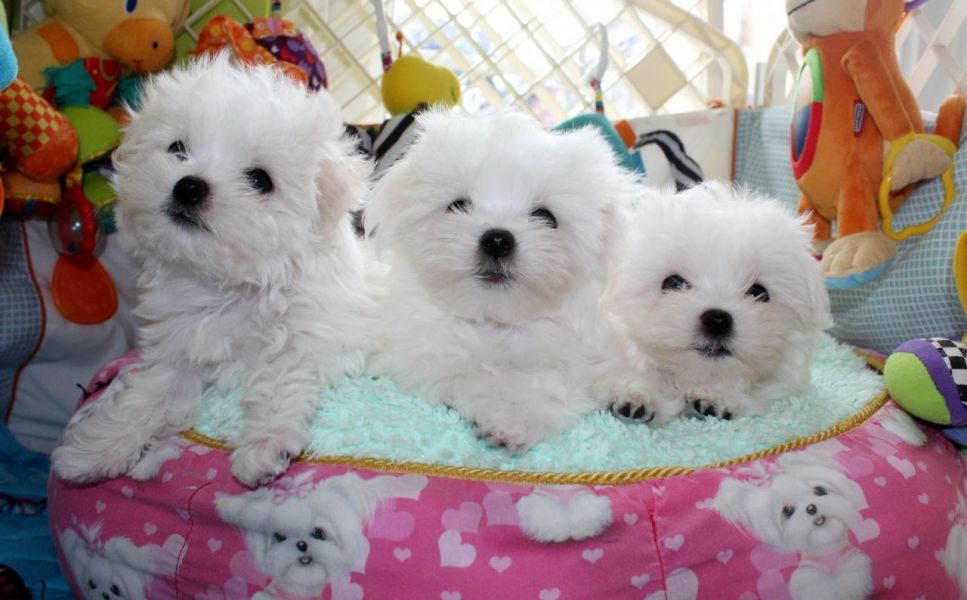 Regalo cuccioli di maltese per l'adozione disponibili per una buona case, i cuccioli sono ben treno 