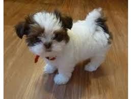 Cuccioli Shih Tzu per adozione