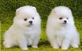 Cucciolo volpino spitz pomerania toy